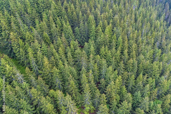 Obraz Evergreen forest pattern from an aerial shot