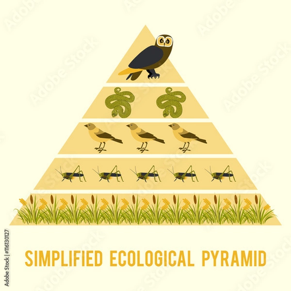 Fototapeta Ecosystem energy flow.
