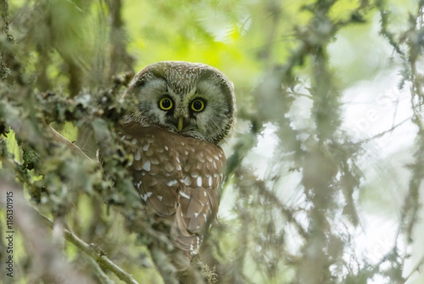 Fototapeta A cute Boreal owl perched on a Spruce branch and staring in an old-growth forest in Riisitunturi National Park, Northern Finland	