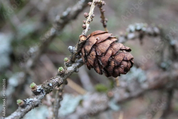 Obraz Larch cones in close-up on a tree branch in spring