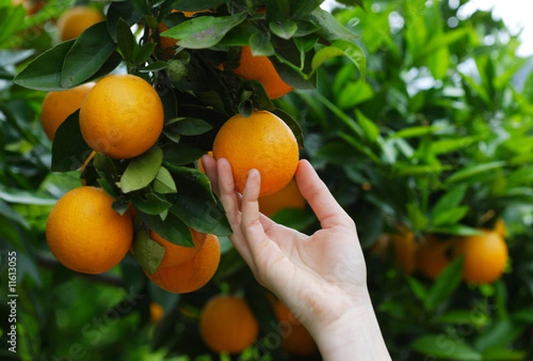 Fototapeta orange picker