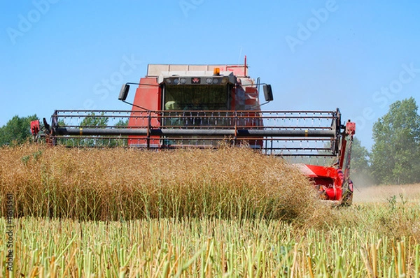 Fototapeta Rapsernte