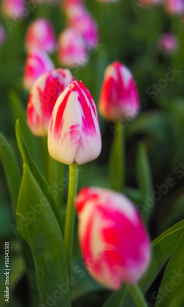 Fototapeta Pink flower