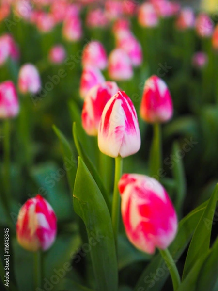 Fototapeta Pink flower