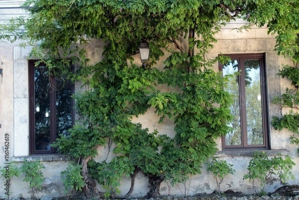 Obraz A wall covered by creeper in Villa d'Este, Tivoli