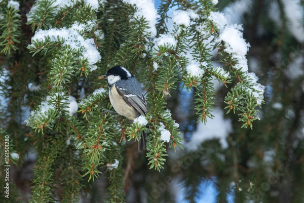 Obraz Little Coal tit hanging on to a Norway spruce branch and looking for food in order to survive the cold on a winter day in Estonia, Northern Europe