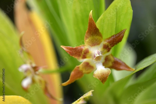 Fototapeta ハントレア　メレアグリス