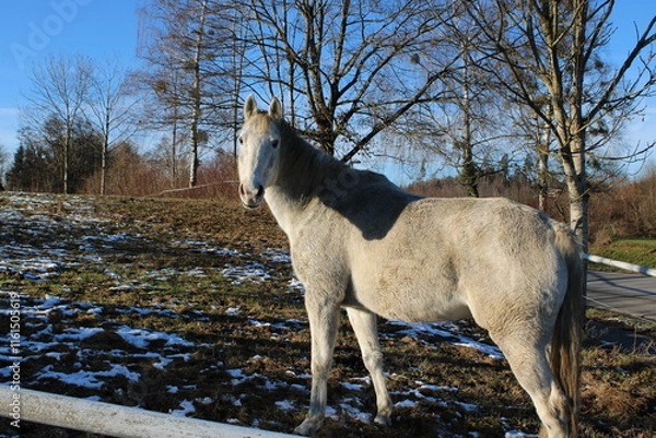 Fototapeta horse in winter