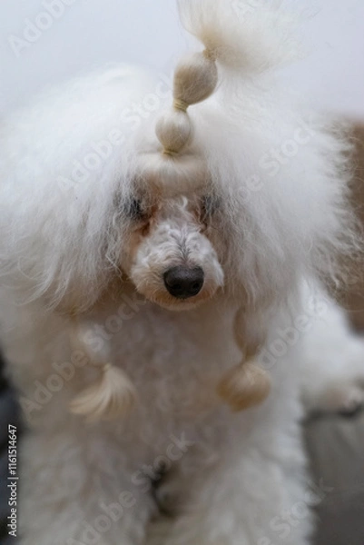 Obraz white poodle dog