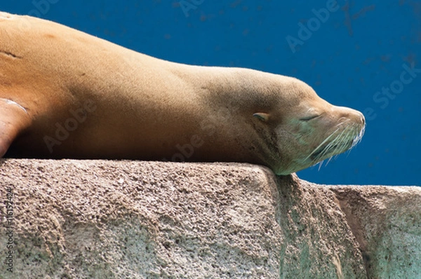 Obraz アシカのお昼寝