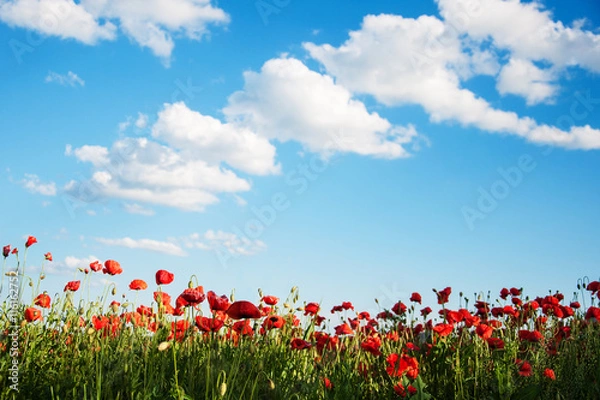Obraz meadow with beautiful  red poppy flowers