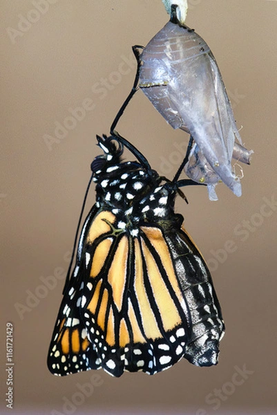 Fototapeta Monarch butterfly emerging from it's chrysalis.