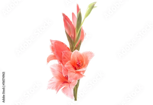 Obraz Kwiat Gladiolus