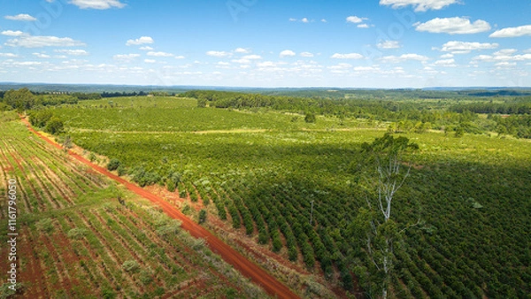 Obraz Beautiful field of yerba mate plantation in Argentina on a sunny day.