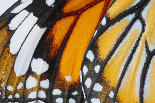 Obraz Makro Butterfly Wing Tło, wspólne tygrys