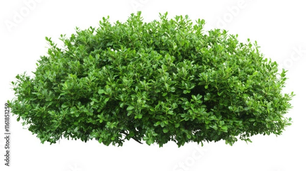 Obraz Green bush transparent background