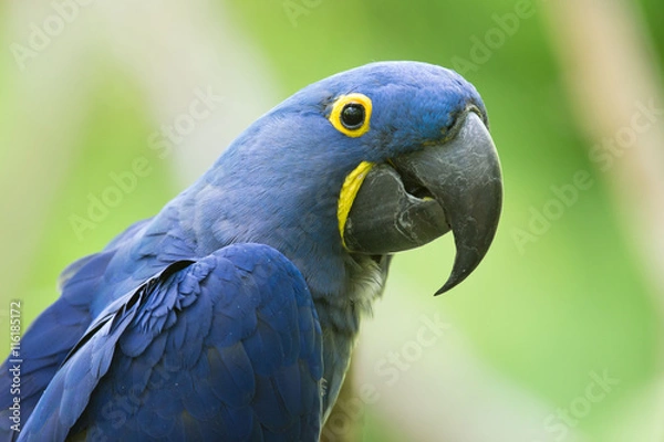 Fototapeta Macaw