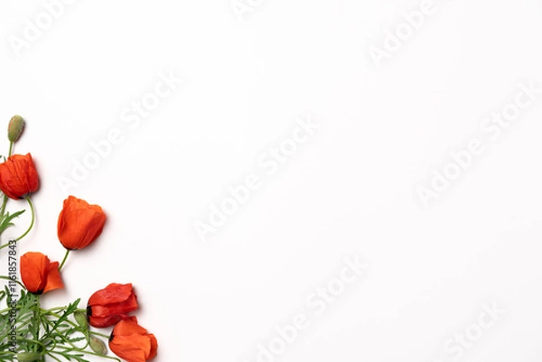 Fototapeta White background with red poppy flowers. Flat lay, top view. Copy space