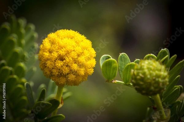 Obraz yellow craspedia drumstick flower
billy button