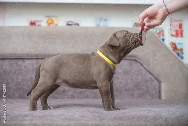 Fototapeta Portrait of a beautiful American Pit Bull Terrier puppy.