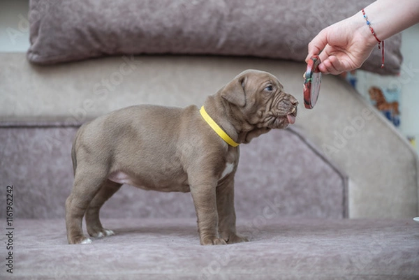 Fototapeta Portrait of a beautiful American Pit Bull Terrier puppy.