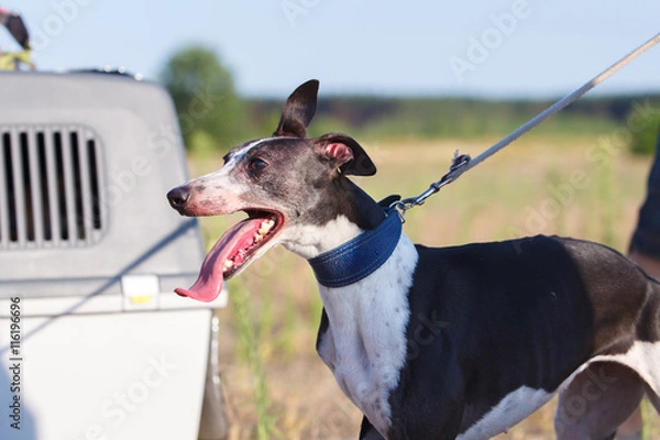 Obraz Coursing. Portrait of a whippet dog