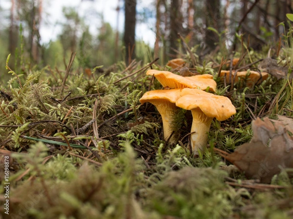 Fototapeta Grupy Chanterelles rosnące na mchu na tle rozmytego tła