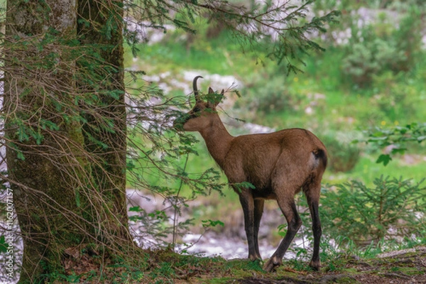 Obraz Gams steht im Wald