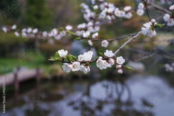 Obraz 水, 木, 自然, 風景, 森, いけ, 公園, 草, 庭, 空、北海道、函館、春、さくら、桜