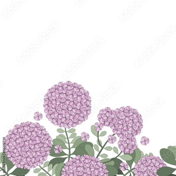 Fototapeta Floral hydrangea design background illustration