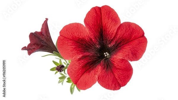 Fototapeta A stunning red petunia flower isolated on a transparent background, showcasing its vibrant red petals and delicate nature. Perfect for any floral design or nature-themed project.