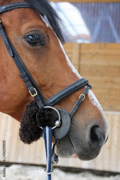 Obraz Regard paisible