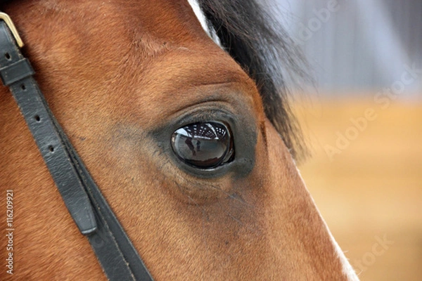 Obraz Regard paisible