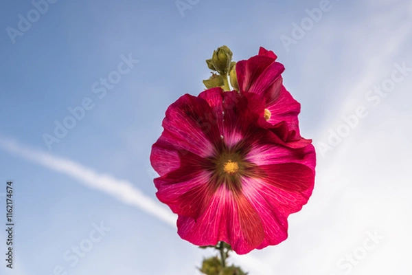 Obraz Blüte einer Stockmalve
