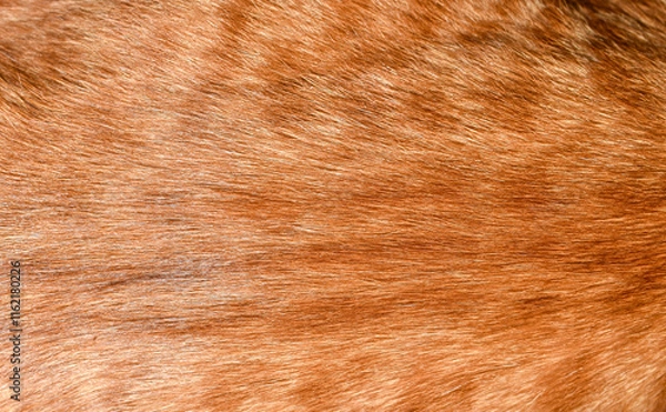 Fototapeta Fur texture