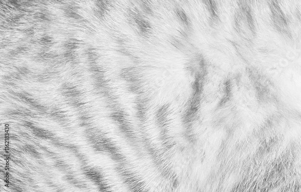 Fototapeta Fur texture