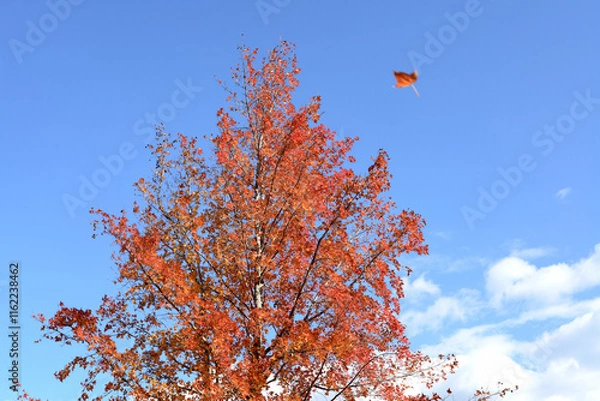 Obraz 風ひとひら