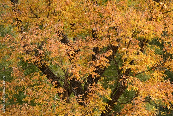 Obraz コナラの秋