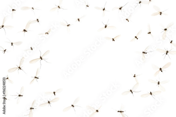 Obraz Flying mosquitoes isolated on a transparent background