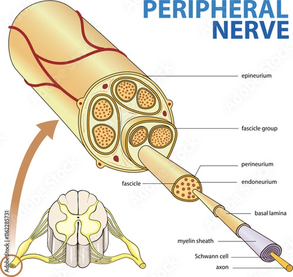 Fototapeta illustration of peripheral nerve diagram