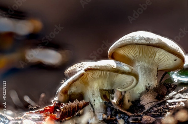 Fototapeta Clitocybe nebularis or Lepista nebularis,