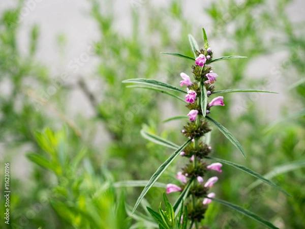 Obraz Motherwort flowers