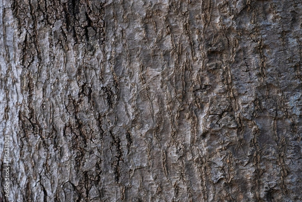 Obraz thin bark of a tree texture