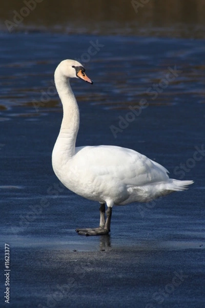 Fototapeta Swan