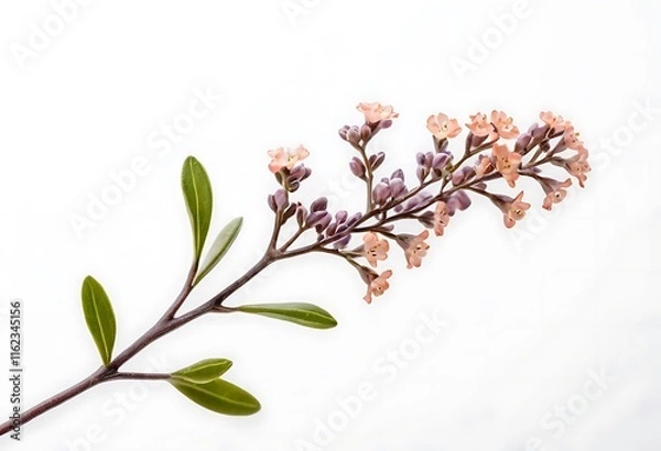Obraz  photo of a sprig of small pink and purple flowers