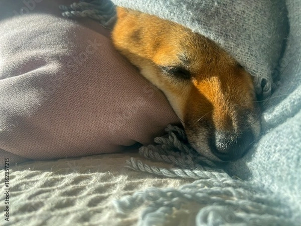Fototapeta Pensive Shiba Inu with a sorrowful expression, head nestled under a blanket. The mood is reflective and contemplative. High quality close-up photo. copy space available.