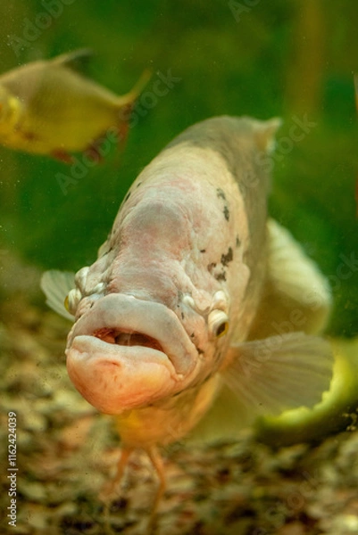 Fototapeta Front view of a giant gourami