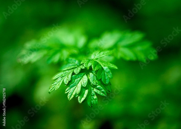 Fototapeta A captivating close-up of a delicate green leaf
