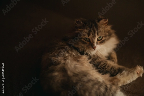 Obraz portrait of a cat with green eyes and long fur