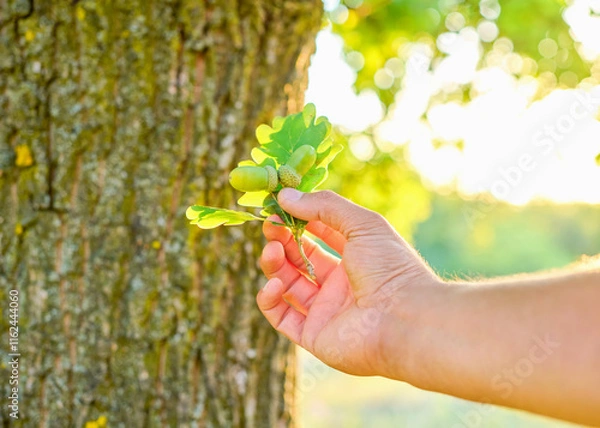 Obraz Close up of hand gently holding green acorns and oak leaves
